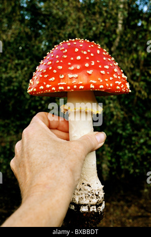 Amanita muscaria mushroom grows to great size Stock Photo