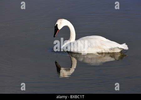 Trumpeter Swan (Cygnus buccinator), swimming in a beaver pond, looking for food, Denali National Park, Alaska Stock Photo