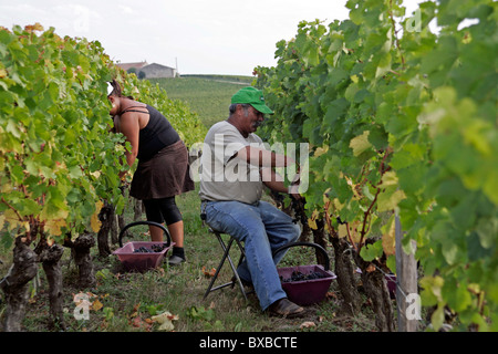 Vineyard workers Ripe wine grapes in vineyard Bordeaux vineyard town St ...