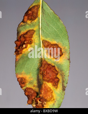 Pear rust (Gymnosporangium fuscum) pustules and damage on pear leaves Stock Photo