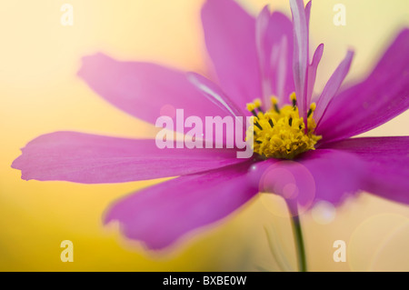 A single cosmos flower with sun flare - Lens flare Stock Photo