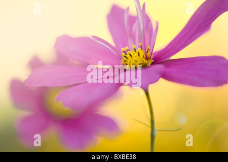 A single cosmos flower with sun flare - Lens flare Stock Photo