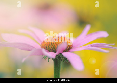 A single Echinacea purpurea flower with Sun Flare - Lens Flare Stock Photo
