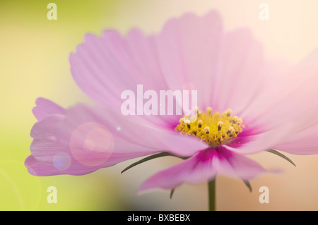 A single cosmos flower with sun flare - Lens flare Stock Photo