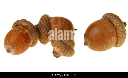 Brown oak acorn isolated on white background Stock Photo