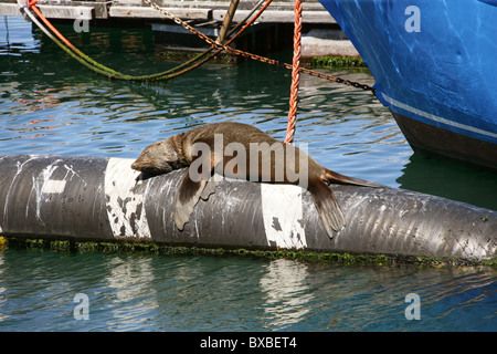 Cape or Brown Fur Seal, Arctocephalus pusillus pusillus, Otariidae. Sleeping in the Hout Bay Harbour, Western Cape, South Africa Stock Photo