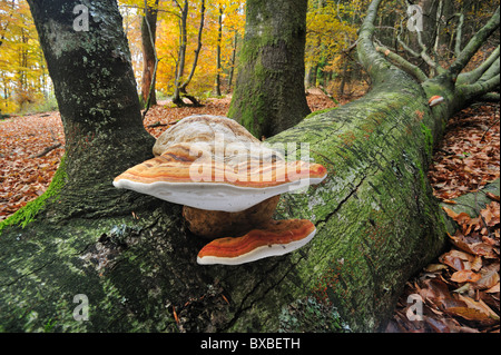 Tinder bracket fungus / Hoof fungus / Tinder polypore / Horse's hoof (Fomes fomentarius) on fallen tree trunk Stock Photo