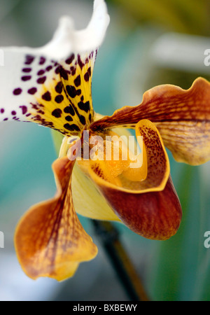Close-up of a single Paphiopedilum Insigne, orchid - Ladies Slipper orchid Stock Photo