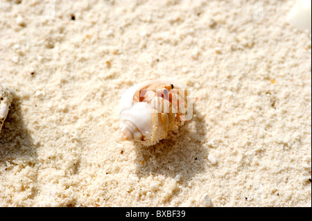 crab in the shell on the sand Stock Photo
