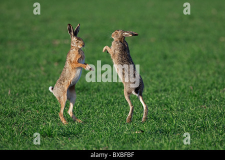 European Brown Hares (Lepus europaeus) boxing / fighting in field during the breeding season, Germany Stock Photo