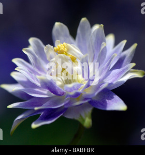 A single Aquilegia vulgaris var. flore-pleno pale blue-flower Stock Photo