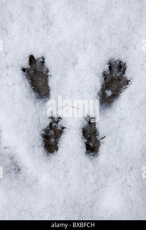 Eurasian red squirrel (Sciurus vulgaris) footprints in the snow in winter, Germany Stock Photo