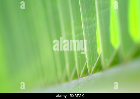 palm tree leaf macro picture Stock Photo