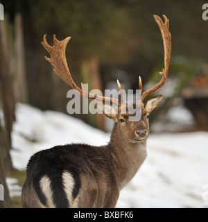 fallow deer  buck male in snow Stock Photo