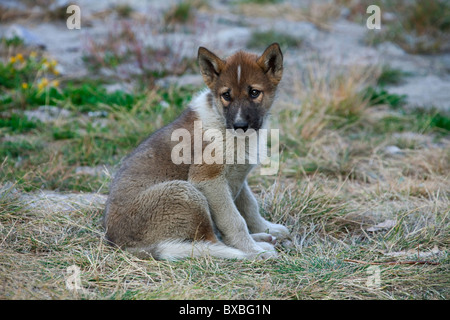 Greenland dog (Canis lupus familiaris), sledge dog pup, Ilulissat, West-Greenland, Greenland Stock Photo