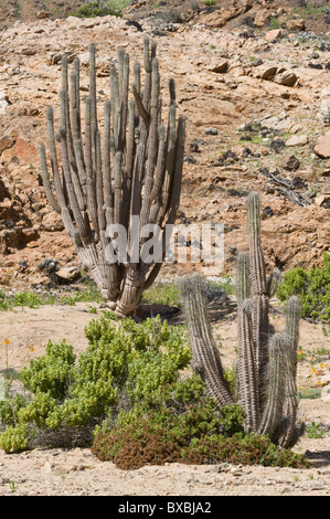 Eulychnia breviflora during desierto florido Quebrada del Castillo Park National Pan de Azucar Atacama (III) Chile 2010 Stock Photo