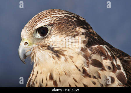 Peregrine Falcon, Saker hybrid, cross, falco peregrinus, falco cherrug, head shot in profile, bird of prey Stock Photo