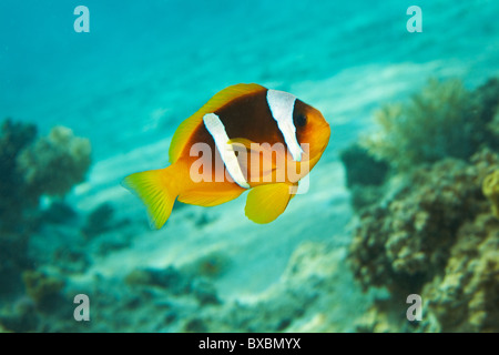 Clown Fish, blue water, coral reef - Amphiprion bicinctus. Red sea anemonefish. Stock Photo