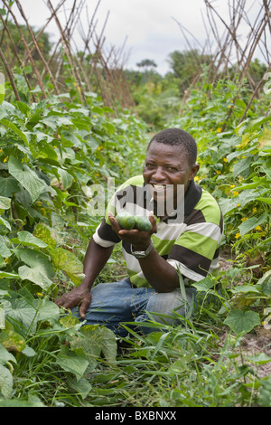 A farmer in Kakata, Liberia displays cucumbers harvested from his field. Stock Photo