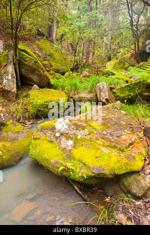 Warrumbah Gorge, Mickey's Creek, Carnarvon National Park, Injune, Queensland Stock Photo