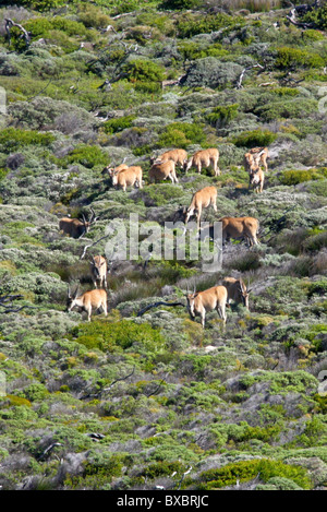 A Large Herd of Fifteen Common or Southern Eland, Taurotragus oryx, at Cape Point, Cape Peninsular, South Africa.
