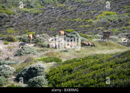 A Group of Eight Common or Southern Eland, Taurotragus oryx, at Cape Point, Cape Peninsular, South Africa. Stock Photo