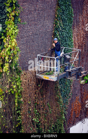 Ivy-clad wall of a house is cleaned. The ivy will by complete removed from the brick wall. Stock Photo