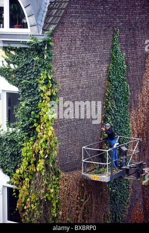 Ivy-clad wall of a house is cleaned. The ivy will by complete removed from the brick wall. Stock Photo