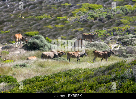 A Group of Seven Common or Southern Eland, Taurotragus oryx, at Cape Point, Cape Peninsular, South Africa.