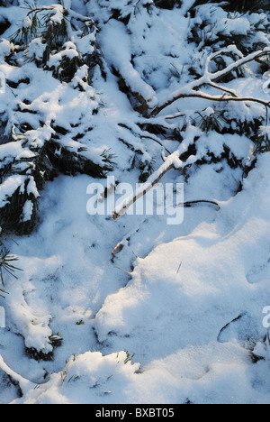 Snow covered pine branches on the ground Stock Photo