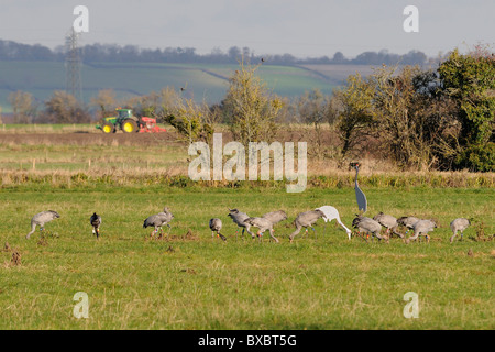 Juvenile Common / Eurasian cranes (Grus grus) foraging in pastureland near adult crane cut-out decoys and working tractor. Stock Photo