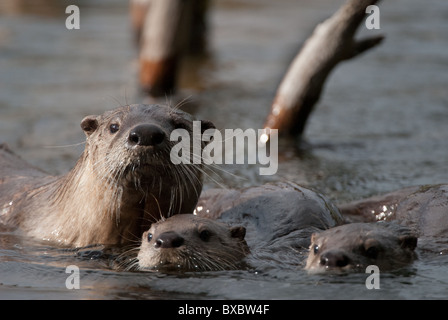 Two Northern River Otter pups swimming in front of their mother. Stock Photo