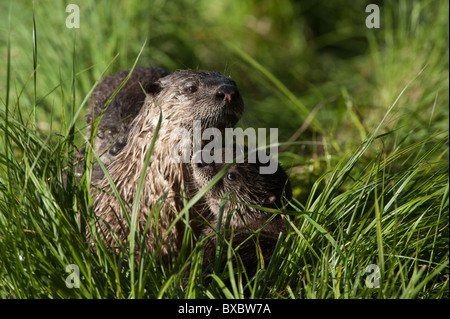 A Northern River Otter pup looks for remnants of a trout his mother previously caught. Stock Photo
