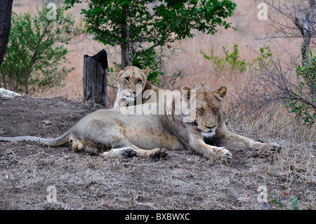 A pair of young adult lions. Kruger National Park, South Africa. Stock Photo