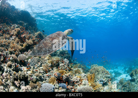 Green sea turtle (Chelonia mydas) swimming. Green sea turtles are found in warm tropical waters. They are herbivorous, Stock Photo
