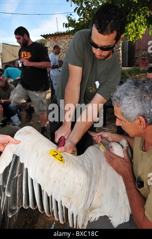 Great White Pelican (Pelecanus onocrotalus) are being ringed and marked before being released back to nature. Stock Photo