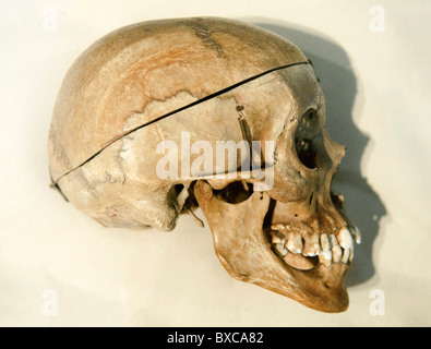 human skull Homo sapiens sapiens in profile