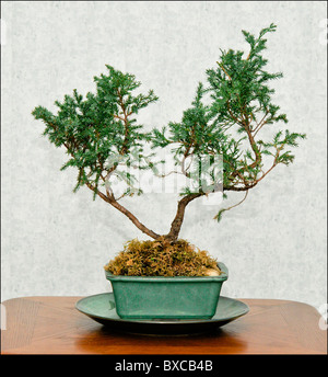 Japanese bonsai tree in pot at zen garden Bonsai is a Japanese art form  using trees grown in containers Stock Photo