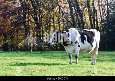 Dairy cows that are currently dry grazingf out in the fields on top of Reigate Hill Stock Photo