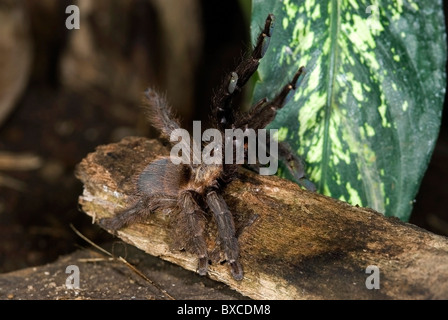 Psalmopoeus reduncus hi-res stock photography and images - Alamy