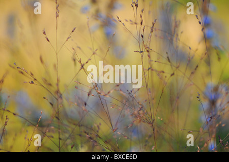Delicate Deschampsia flexuosa - Wavy hair grass Stock Photo