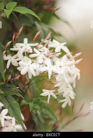 The delicate white flowers of jasminum Polyanthum - pink Jasmine Stock Photo