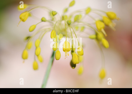 Allium Flavum - yellow onion flower Stock Photo