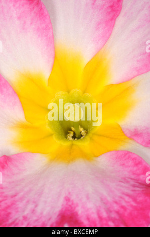 Close-up of a Pink Primula flower Stock Photo