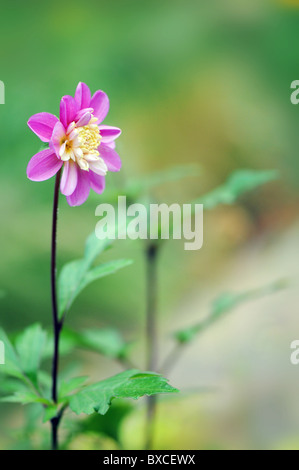 A single Dahlia 'Floorinoor' Anemone flowering bloom Stock Photo