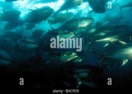 Northern Bluefin tuna, Thunnus thynnus, Baja California, Mexico, Pacific Ocean, captive Stock Photo