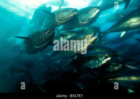 Northern Bluefin tuna, Thunnus thynnus, Baja California, Mexico, Pacific Ocean, captive Stock Photo