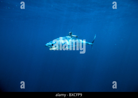 Mako shark, Isurus oxyrinchus, with satellite tag, California, Pacific Ocean Stock Photo