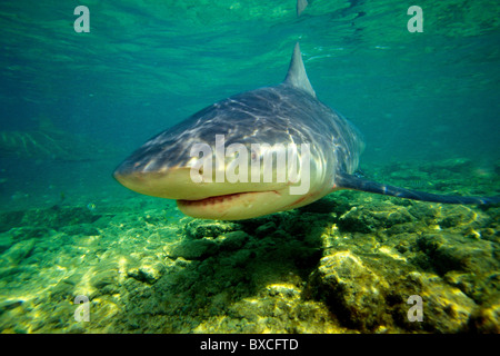 Bull shark, Carcharhinus leucas, Walker's Cay, Bahamas, Atlantic Ocean Stock Photo