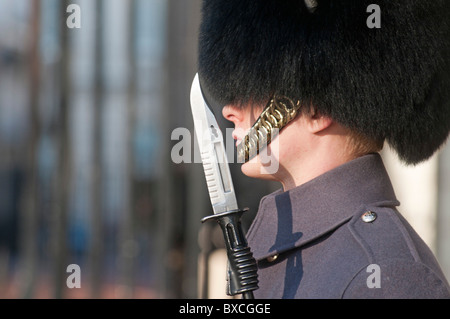 Queens Guard in long grey tunic coat and Busby hat with fixed bayonet standing guard in London, England, UK Stock Photo